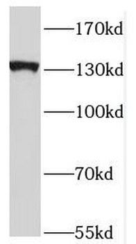 NRCAM Antibody