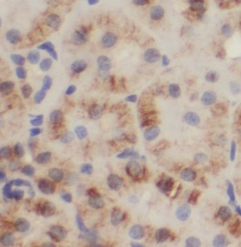 NRDC Antibody