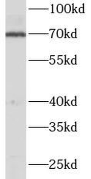 NRF1 Rabbit Polyclonal Antibody