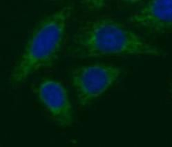 NRG1 Antibody