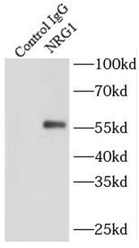 NRG1 Antibody