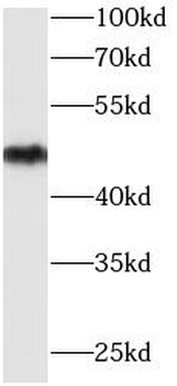 ENO2 Mouse Monoclonal Antibody