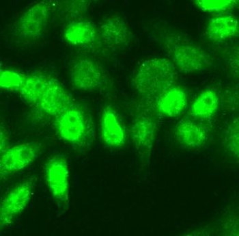 NSUN2 Antibody