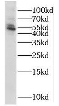 NT5DC1 Antibody