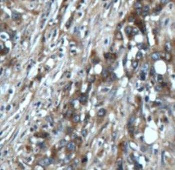 NT5E Antibody