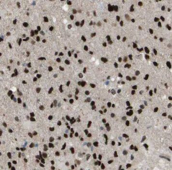 NTHL1 Antibody