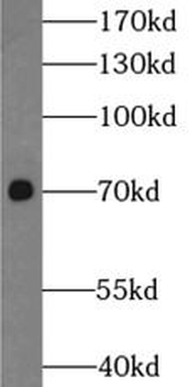NUB1 Antibody