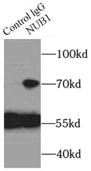 NUB1 Antibody