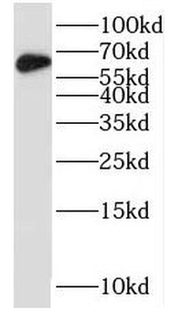 NUCB1 Antibody