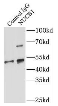 NUCB1 Antibody