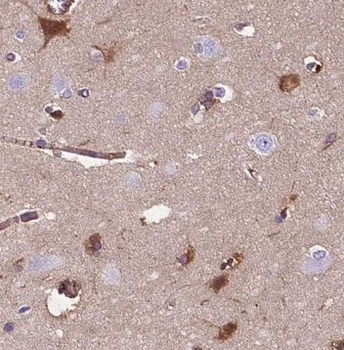 NUCB1 Antibody