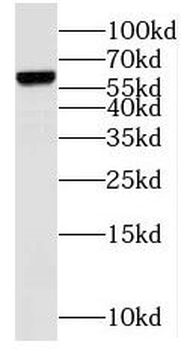 GNL3 Antibody
