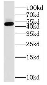 NUDT12 Antibody