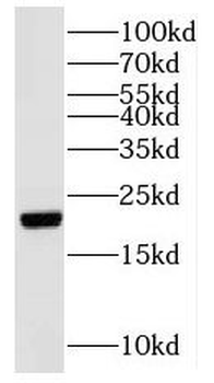 NUDT16 Antibody