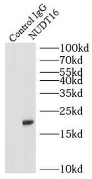 NUDT16 Antibody