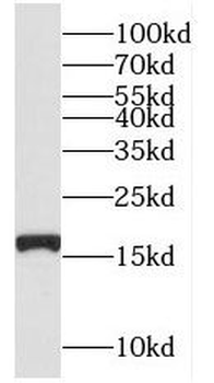 NUDT2 Antibody