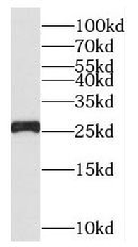 NUDT21 Antibody