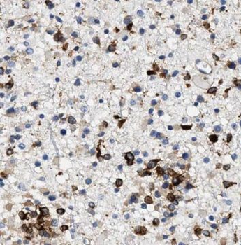 NUDT6 Antibody