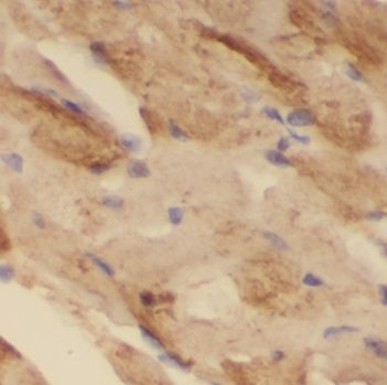 NUDT8 Antibody