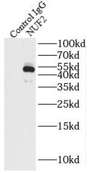 NUF2 Antibody