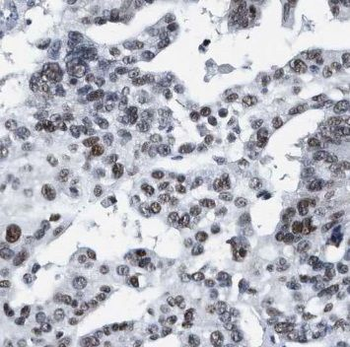 NUFIP1 Antibody