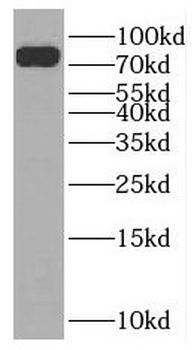 NUFIP2 Antibody