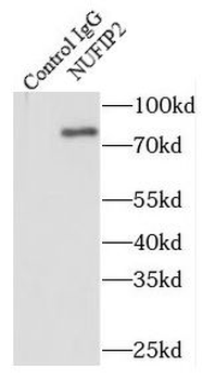 NUFIP2 Antibody