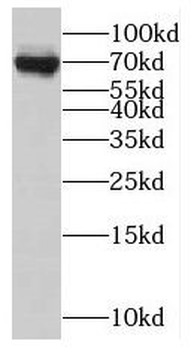 NUMB Antibody