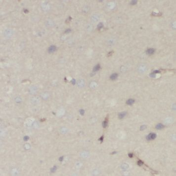 NUMB Antibody