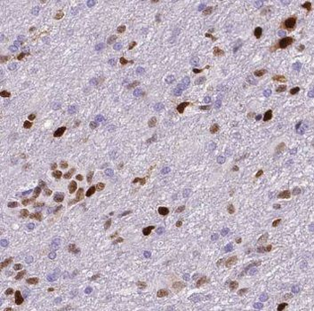 NUMBL Antibody