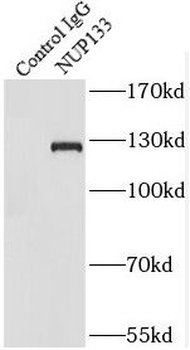 NUP133 Antibody