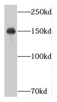NUP160 Antibody