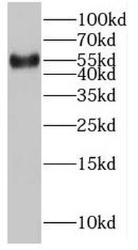 NUP54 Antibody