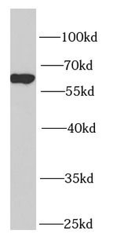 NUP62 Antibody