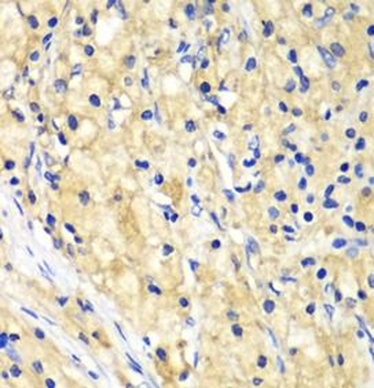 NUP62 Antibody