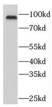 NUP93 Antibody