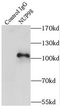 NUP98 Antibody