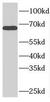 NUP58 Rabbit Polyclonal Antibody