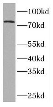 NR4A1 Rabbit Polyclonal Antibody