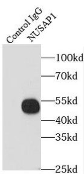 NUSAP1 Antibody