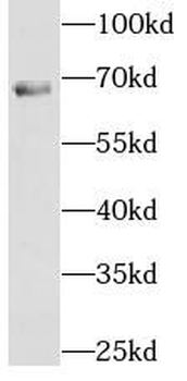NXF1 Antibody