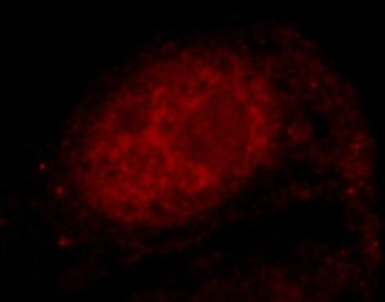 NXF1 Antibody