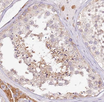 NXN Antibody