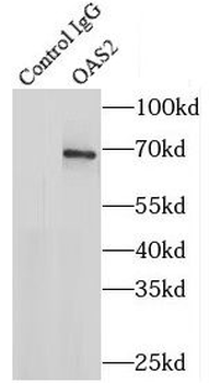 OAS2 Antibody