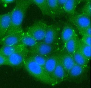 OCLN Antibody