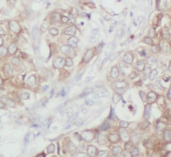 OCLN Antibody