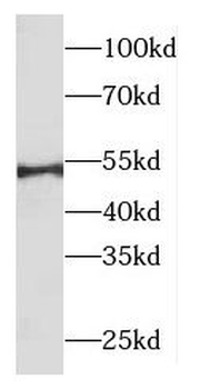 ODC1 Antibody