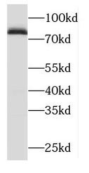 ODF2 Antibody