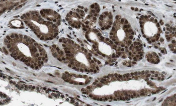 CIMAP1A Antibody