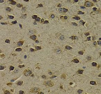 OGG1 Antibody